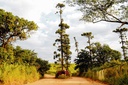 Um dos caminhos da Zona Rural